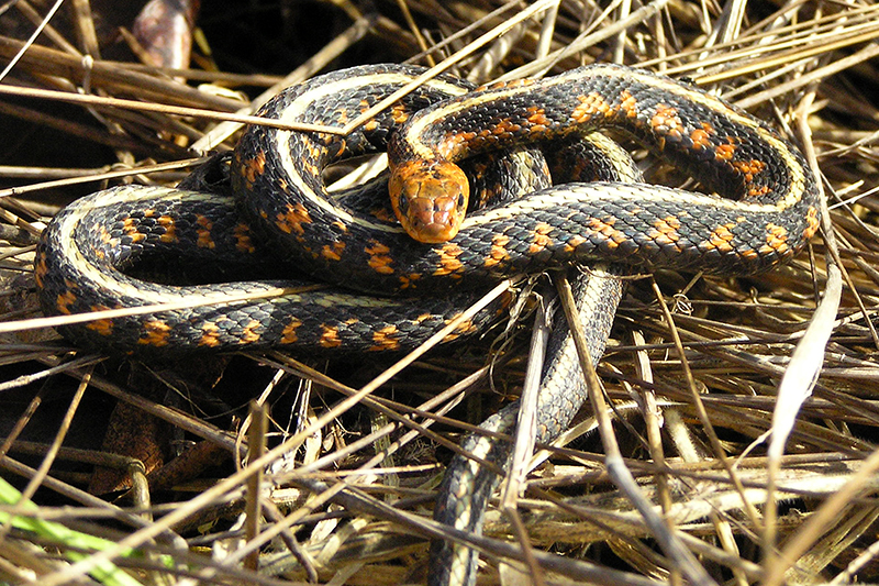 garter snake